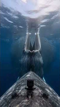 Humpback Whales Have a Secret Hunting Trick #animalfacts #wildlife #nature #amazinganimals