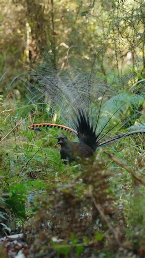 Viral bird master, make people laugh out loud funny videos entertainment +62 viral funny videos