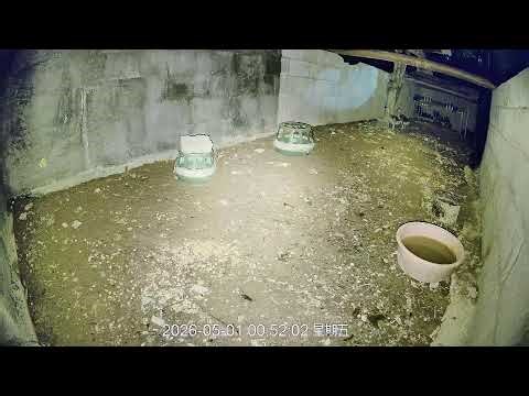 🔴🐓Live Chicken Farm Cam | Real Farm Life, Watch Chickens Eat, Run & Grow🐔 养鸡场实时直播｜看鸡吃饭、跑动、成长全过程