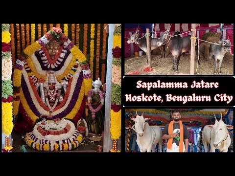 2026 Sapalamma Jatara near Bengaluru | #hallikarbulls Show #hallikarofkarnataka