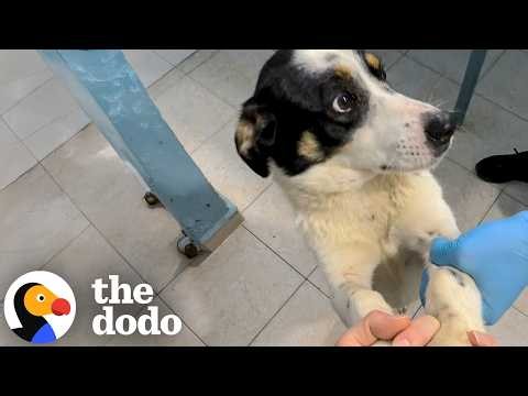 Watch This Insecure Dog Turn Around In A Few Days... | The Dodo