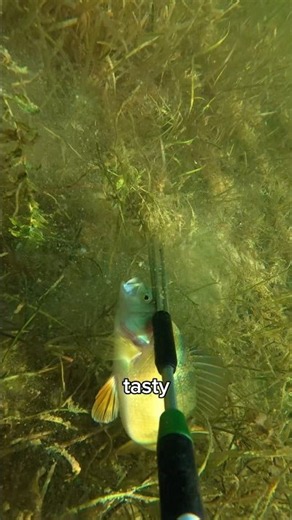 I Tried Spearfishing For Perch…