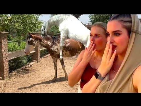 Cow Enjoyment On Morning Time Amazing Scene Best Scenery