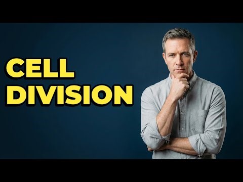 What Happens During Mitotic Telophase?