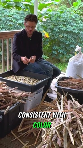 How USDA Moringa Seeds Become a Local Harvest #shorts