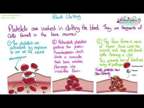 Blood clotting - Edexcel A A Level Biology (SNAB)