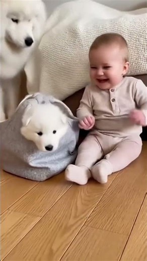 She brought a basket of pure happiness 📦🤍 #Shorts #Samoyed #Puppy