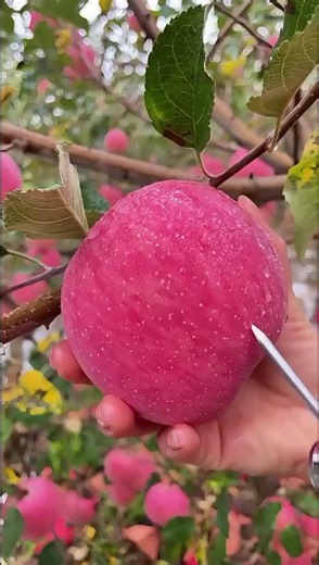 Grafting Fruit Trees: A Complete Guide