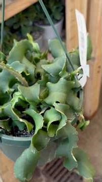 Plant shopping at Home Depot, succulents, Curly Orchid Cactus, Bear Paw Succulent!