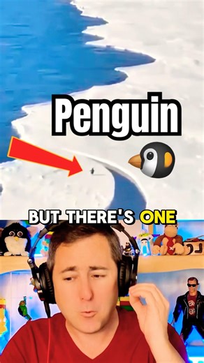 Penguin Left Behind!