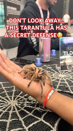 🕷️ This tarantula has a defense you REALLY don’t want to trigger! 😳 #Tarantula #Wildlife #amazing