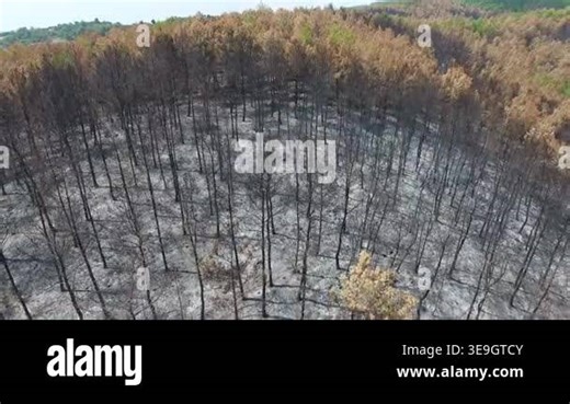 Aerial burned forest after wildfire shows charred trees, ash covered ground, and surviving patches. Fire damage across mixed woodland reveals stark recovery patterns in a scorched landscape. wildfire, burned, trees, ash, charred, aerial Stock Video Footage - Alamy