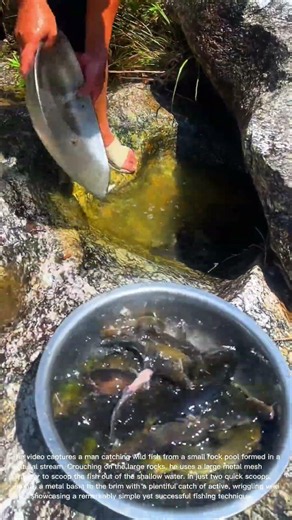 Rock Pool Fishing: Catching a Bunch of Wild Fish with a Strainer in a Stream