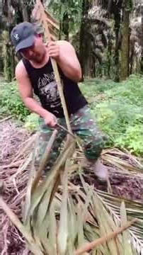 The process of catching wild pythons