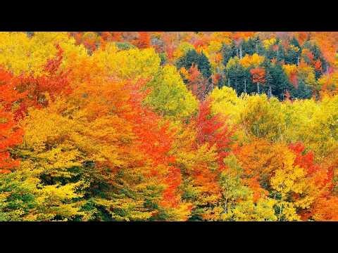 "The Soothing Peace of Autumn" Beautiful Relaxing Music, Peaceful Instrumental Music by Tim Janis