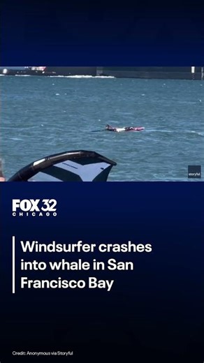 Windsurfer collides with whale in San Francisco Bay