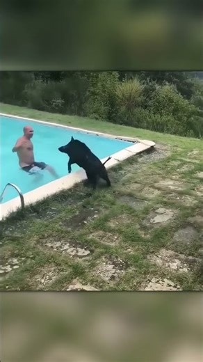 Man Saves a Wild Boar From a Pool — Then It Charges!