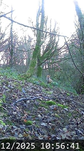 THE IRISH RED FOX #redfox #irishwildlife #irishtourism #nature #carnivore