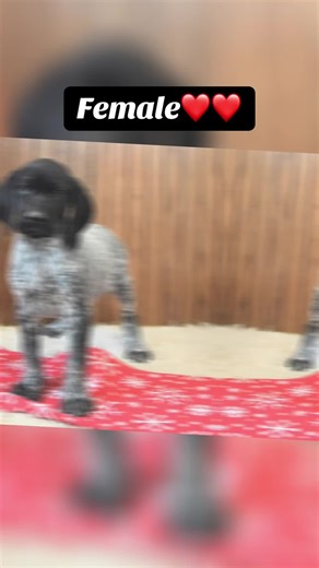 Adoptable German Shorthaired Pointer Puppies