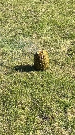 Exploding pineapple! 🍍🧨 #firecracker #fyp #reels #viral #funny | Donald Jenkins