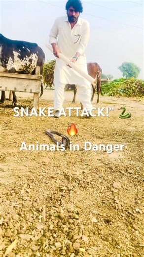 Deadly Snake Attack on Animals 🐍 | Brave Rescue in the Jungle #snake