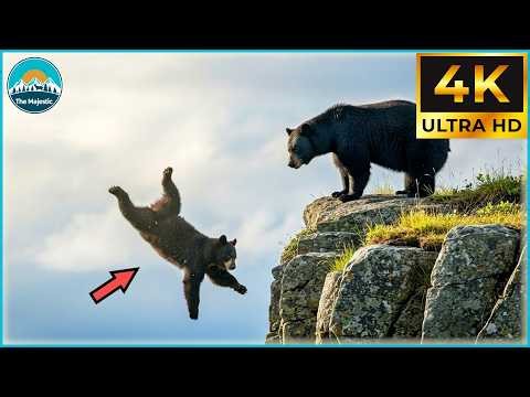 Top 40 Shocking Animal Falls Caught On Camera | Invasive Species #194
