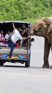 🐘🍌 Wild Elephant Stops the Truck for a Special Treat! 🌿