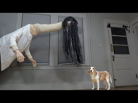 Dog vs Long Neck Ghost Woman