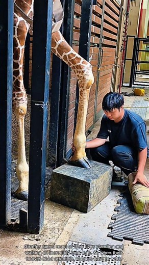 How Giraffe Hooves Are Carefully Maintained #rurallife #livestocklife #farming
