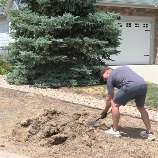 As drought restrictions tighten, Castle Rock residents swap lawns for xeriscaping