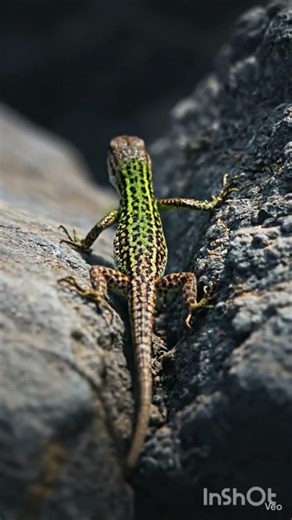 “The Secret Life of the Lizard | Wildlif Documentary #shortvideo #Lizard #WildlifeDocumentary #Natur