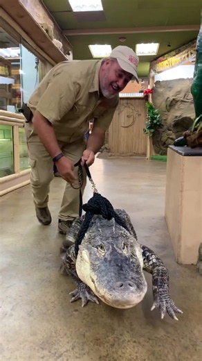 Where does one go to walk their gator?🧐 The local swamp perhaps🤔 | aligator