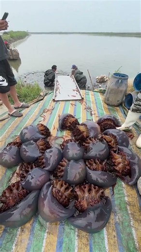 How They Catch Giant Jellyfish for Food #aquaculture #harvest #seafood