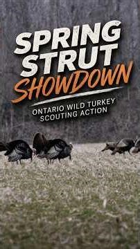 Spring Strut Showdown | Ontario Wild Turkey Scouting Action
