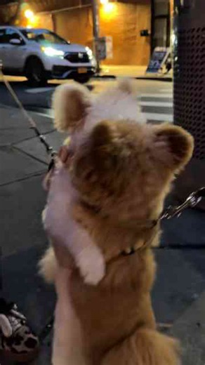 Barney the Pomapoo shows affection to his new friend