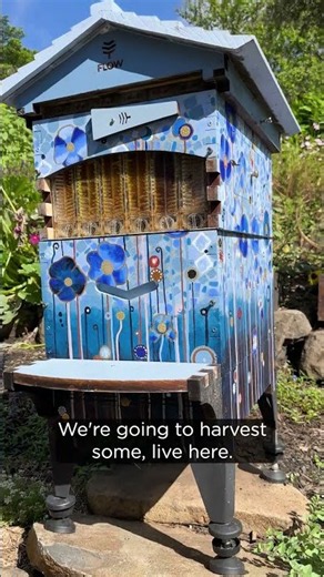 Come harvest honey with us! 🍯🐝 #quickcuts #beekeeping #flowhive