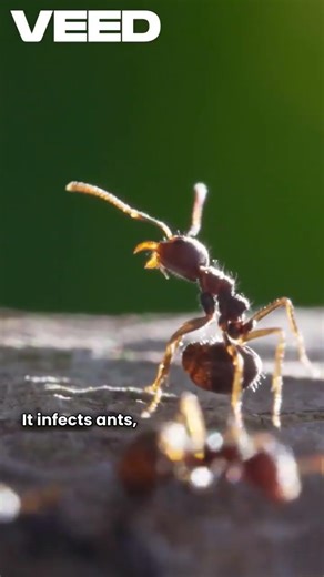 “Real-Life Zombie Fungus That Controls Ants 😱🐜🍄”#ZombieFungus #MindControl #NatureIsScary#ViralFacts