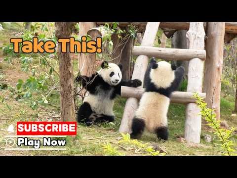 Baby Pandas Wrestling Fiercely, But No Winner | iPanda