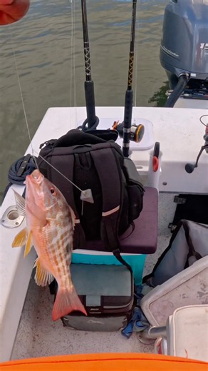 I THOUGHT I CAUGHT A SMALL LANE SNAPPER! 😳🐟 PLOT TWIST… 9-INCH LANE SNAPPER! 😂🍽️