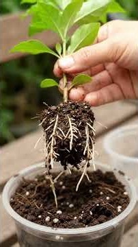 5 More Plants You Can Grow From Cuttings at Home! 🌿🤯 #shorts