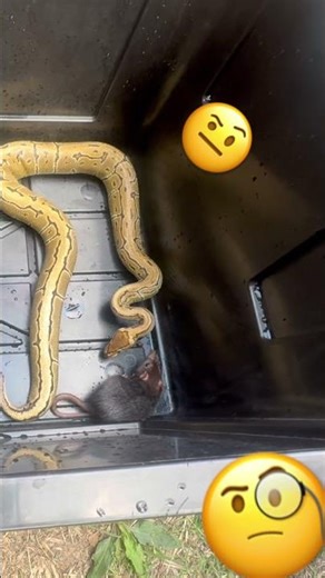 This is one lucky rat!! 🍀🐀 #ballpython #ballpythonfeeding #ballpythoncare #petshub #reptiles