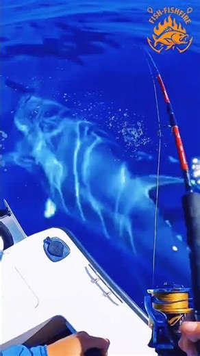 Oh look! This man hooked a giant tuna — what a tense fight! #amazing #memes #fishing