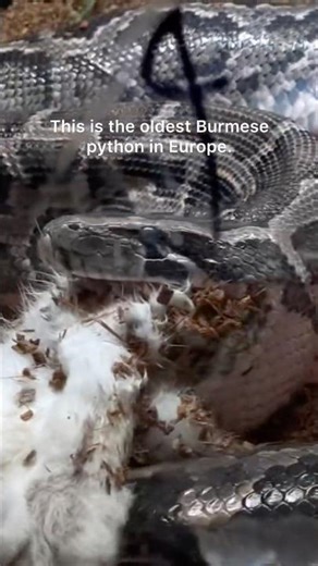 Monty the 19ft long Python eats a whole rabbit. #reptiles