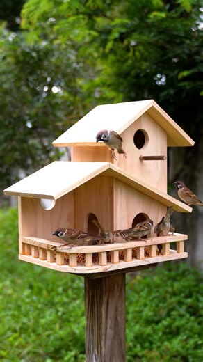 🏡🐦 New Home, New Visitors, So Much Happiness! #birds #cute #nature
