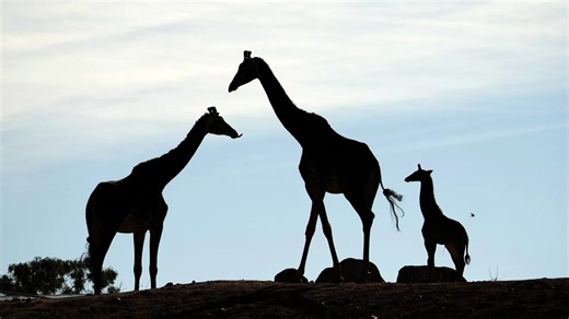 Find out the history of the popular Phoenix Zoo