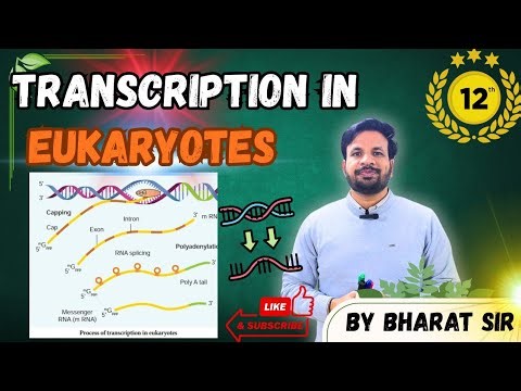 Transcription in Eukaryotes|Class12| Molecular Basis of inheritance | Part-19 | By Bharat Sir #neet 