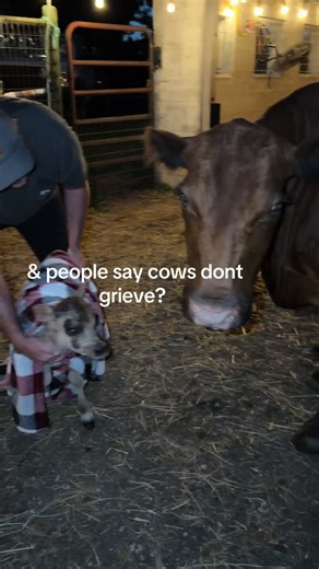 Agnus only wants Clover… and that’s okay. Because so do we. 😭🤍 Aggie licked the blanket that smelled like Clovie when we put it on the new calf… but Aggie knows. A mama knows her baby. She knows that isn’t her Clovie. 💔 Our sweet Aggie misses her little girl. She is grieving. She is hurting. And watching her go through this has broken me all over again. This is the part that hurts in a way I can’t explain. Because Aggie shouldn’t be going through this. Clover should still be here. She could h