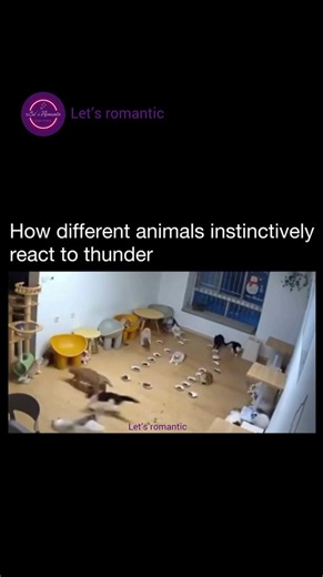How different animals react to thunder ❤️‍🩹 #memes #viral #trending #shorts