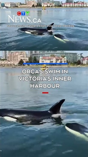 Orcas spotted in Victoria's Inner Harbour