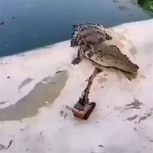 How humans disturbed Godzilla in his nap time mode: